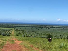 Продается ровный участок рядом с Vipingo Ridge