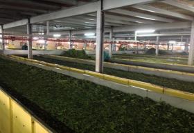 Крупная чайная ферма в Керичо