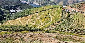 Уникальная ферма на продажу в Alto Douro Vinhateiro, Parada do Bispo