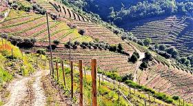 Уникальная ферма на продажу в Alto Douro Vinhateiro, Parada do Bispo