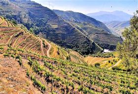 Уникальная ферма на продажу в Alto Douro Vinhateiro, Parada do Bispo