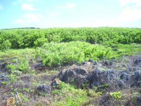 Земельной участок с берегом океана на Острове Tinian, CNMI